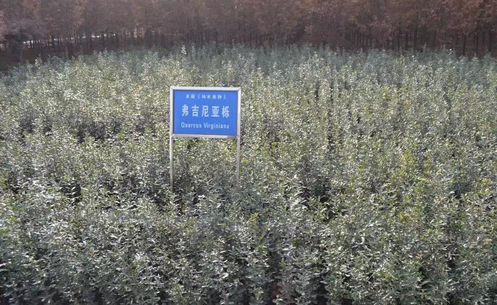 吴江中林苗供应大量弗吉尼亚栎